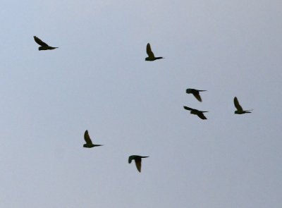 Crimson-fronted Parakeets, flying past the OTS tower