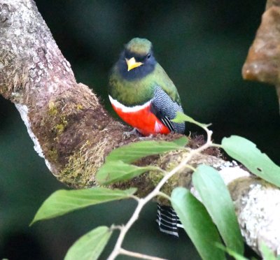 Male Collared Trogon