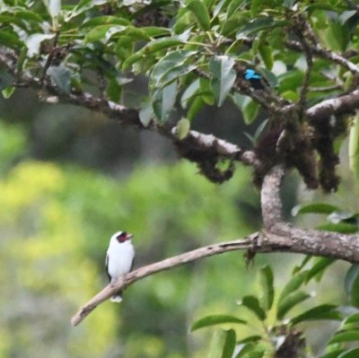 Male Masked Tityra and male Scarlet-thighed Dacnis