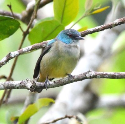 A female Scarlet-thighed Dacnis landed in a tree near the tower.