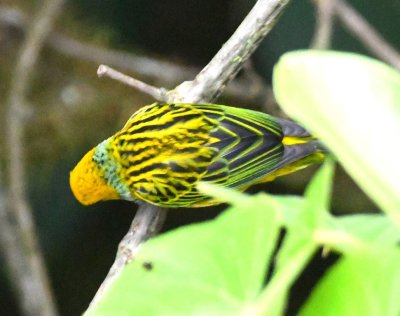 A Silver-throated Tanager also landed near the tower.