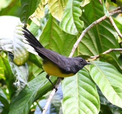 On our walk back to the dining hall from the tower, we saw a male Slate-throated Redstart.