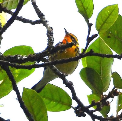 Blackburnian Warbler