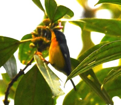 There was also a Tropical Parula.