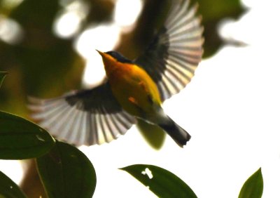 Tropical Parula