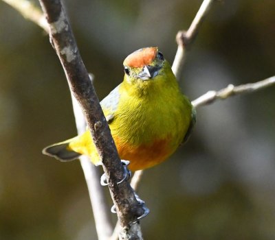 When we got back to the dining room patio, we found this female Spot-crowned Euphonia at the feeders.