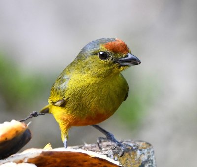 Female Spot-crowned Euphonia
