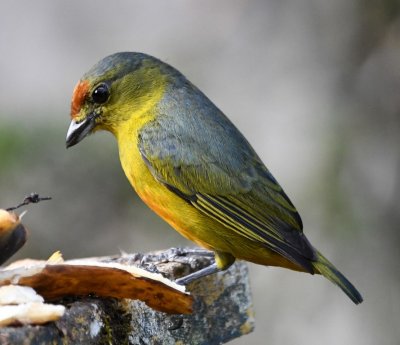 Female Spot-crowned Euphonia
