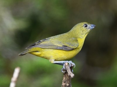 Female Thick-billed Euphonia