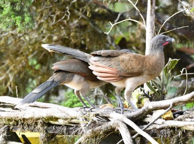 Two Gray-headed Chachalacas hopped onto the feeders.