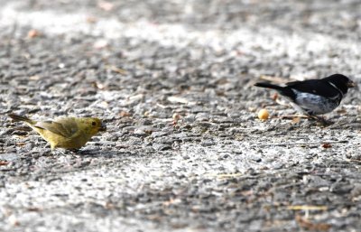 There was a female and a male Variable Seedeater on the patio.