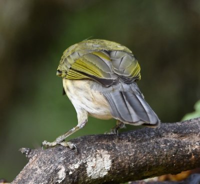 Back view of the Streaked Saltator