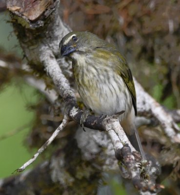 Streaked Saltator