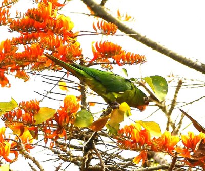 Crimson-fronted Parakeet