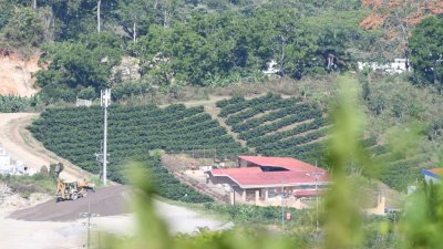 Coffee plants in San Vito