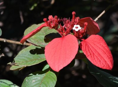 Poinsettia