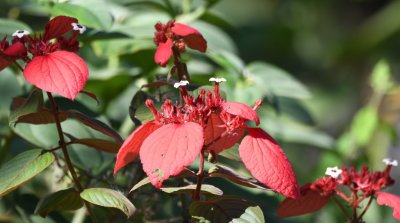 Poinsettia, in the garden at Finca Cántaros