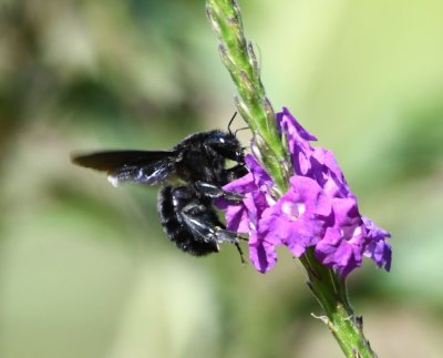 Bee on verbena