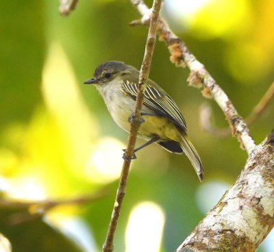 Mistletoe Tyrannulet