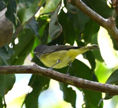Philadelphia Vireo