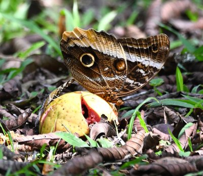 This big butterfly was sipping on some guava juice on the ground.