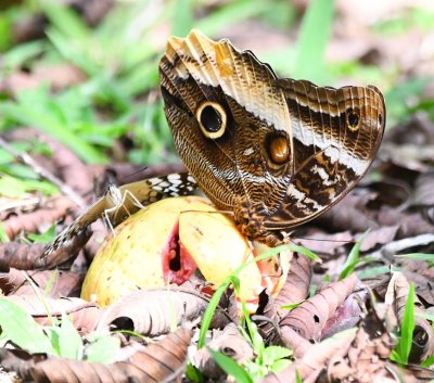 Butterfly eating guava