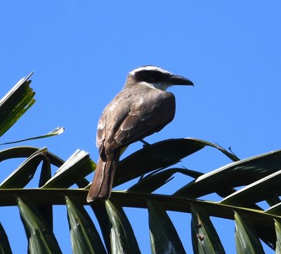As we were about to get back onto the bus, this Boat-billed Flycatcher flew into a tree overhead and waited for me to take a few photos.
