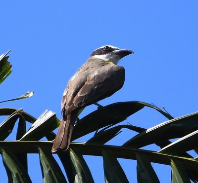 Boat-billed Flycatcher
