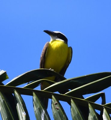 Boat-billed Flycatcher