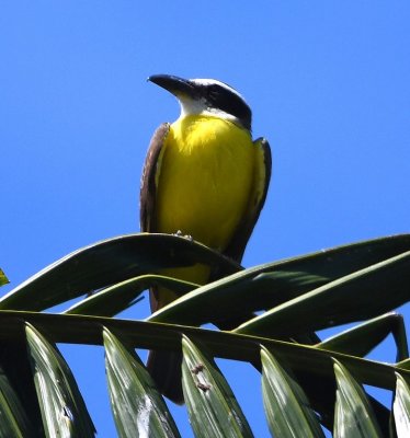 Boat-billed Flycatcher