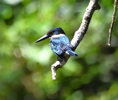 After leaving the finca, we drove to an area called Tres Rios and walked the road; along one of the three rivers, we saw this kingfisher. The rounded head and spots on the wings are more like the Green Kingfisher, but the bill does not seem to be as large as in the Green. The bill shape and size seems more like the Amazon Kingfisher.