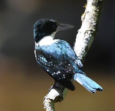 The dots on the wings and rounded head seem to fit with Green Kingfisher.