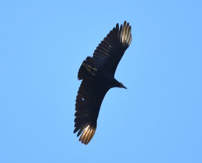 Black Vulture