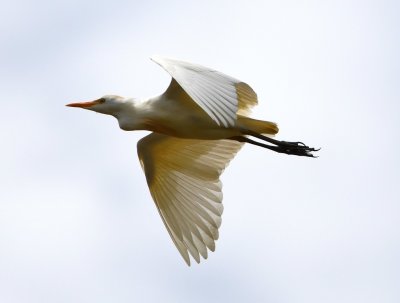 Several Cattle Egrets flew up from the fields.