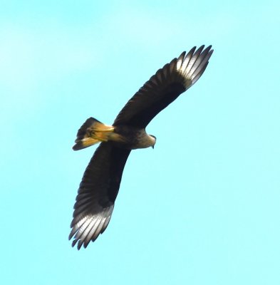 Crested Caracara