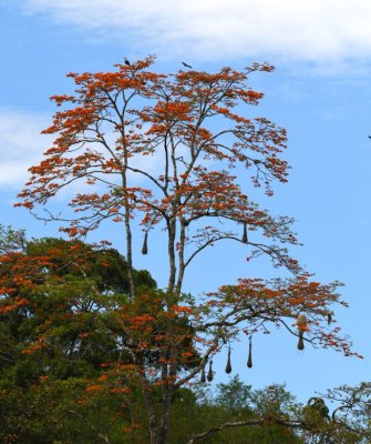 The Crested Caracara lit on top of the Poro tree where several Crested Oropendolas were nesting.