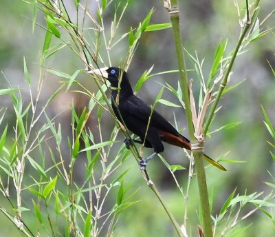 Crested Oropendola