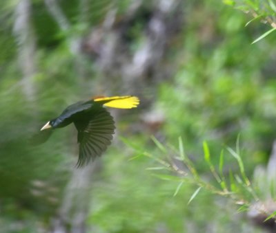 Crested Oropendola in flight