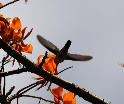 One of several hummingbirds we saw at the flowers of the Poro tree.