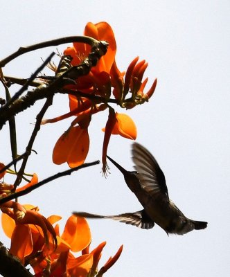 Scaly-breasted Hummingbird