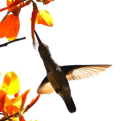 Scaly-breasted Hummingbird