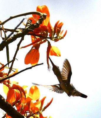 Scaly-breasted Hummingbird