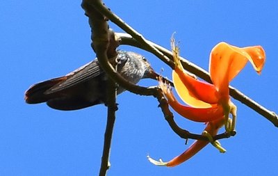 Rufous-tailed Hummingbird