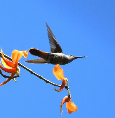 Rufous-tailed Hummingbird