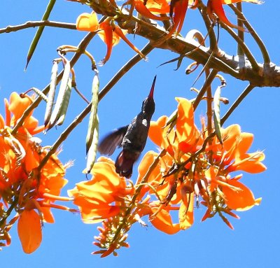 Rufous-tailed Hummingbird