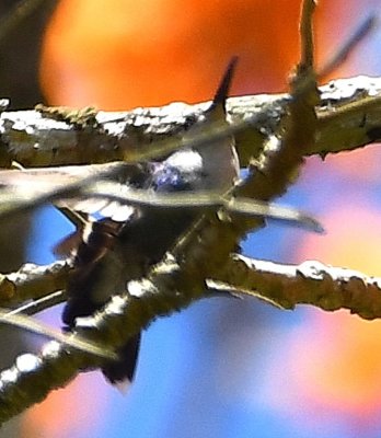 Charming Hummingbird?