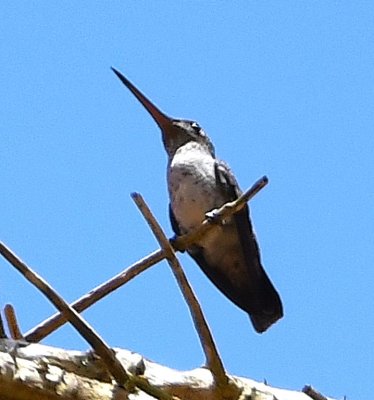 Female Long-billed Starthroat