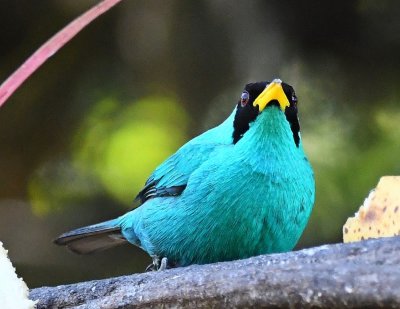 Male Green Honeycreeper, at the feeder on the patio