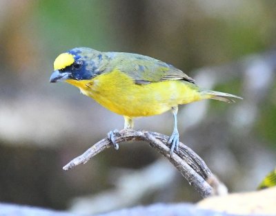 Immature male Thick-billed Euphonia