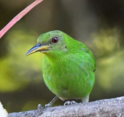 Female Green Honeycreeper
